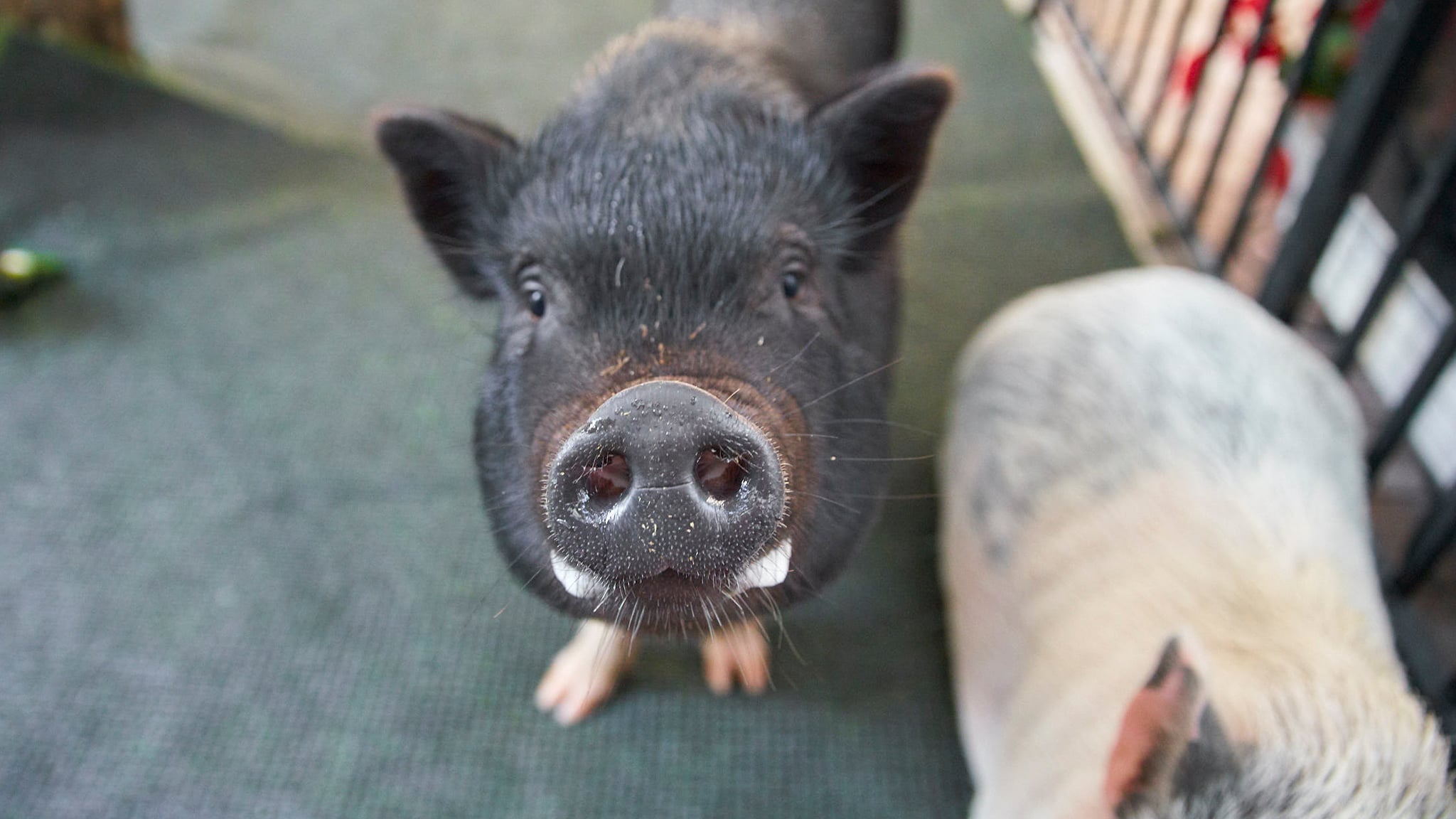cafeteras-in-the-skypig-pardon-brickell-pigs cafeteras-in-the-skypig-pardon-brickell-pigs